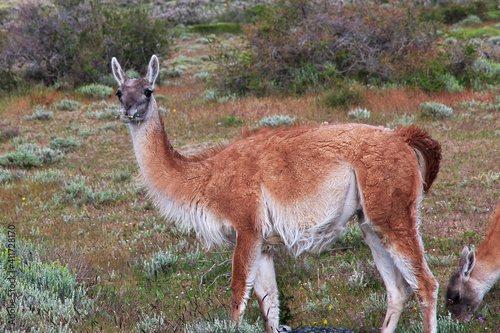 Lama in Torres del Paine National Park, Patagonia, Chile