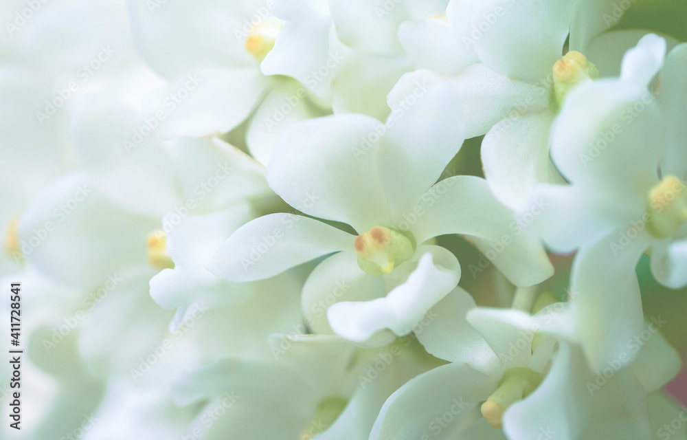 white flowers,white orchid flower with free space for text,orchids flowers closeup on gradient background