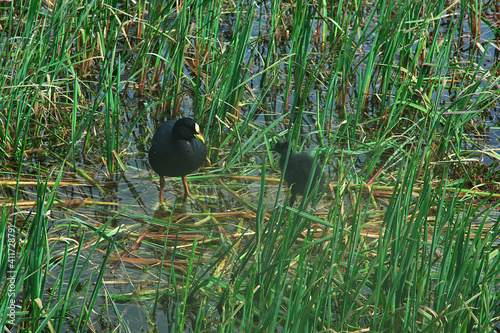 Bird in Torres del Paine National Park, Patagonia, Chile