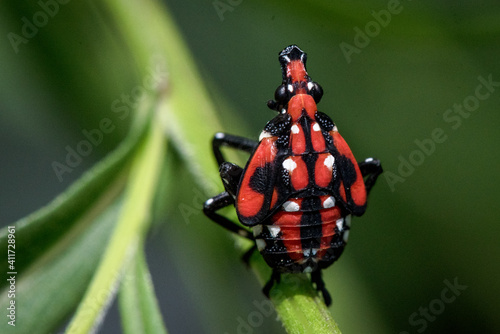 spotted lanternfly nymph