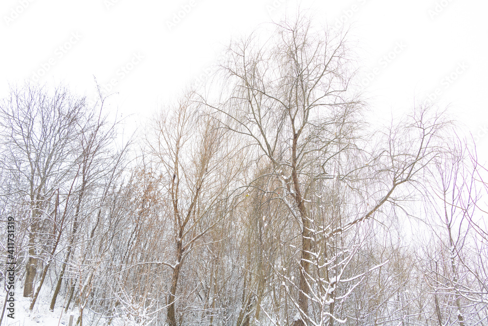 Nature in winter time - snow over the trees Nature in winter time - snow over the trees