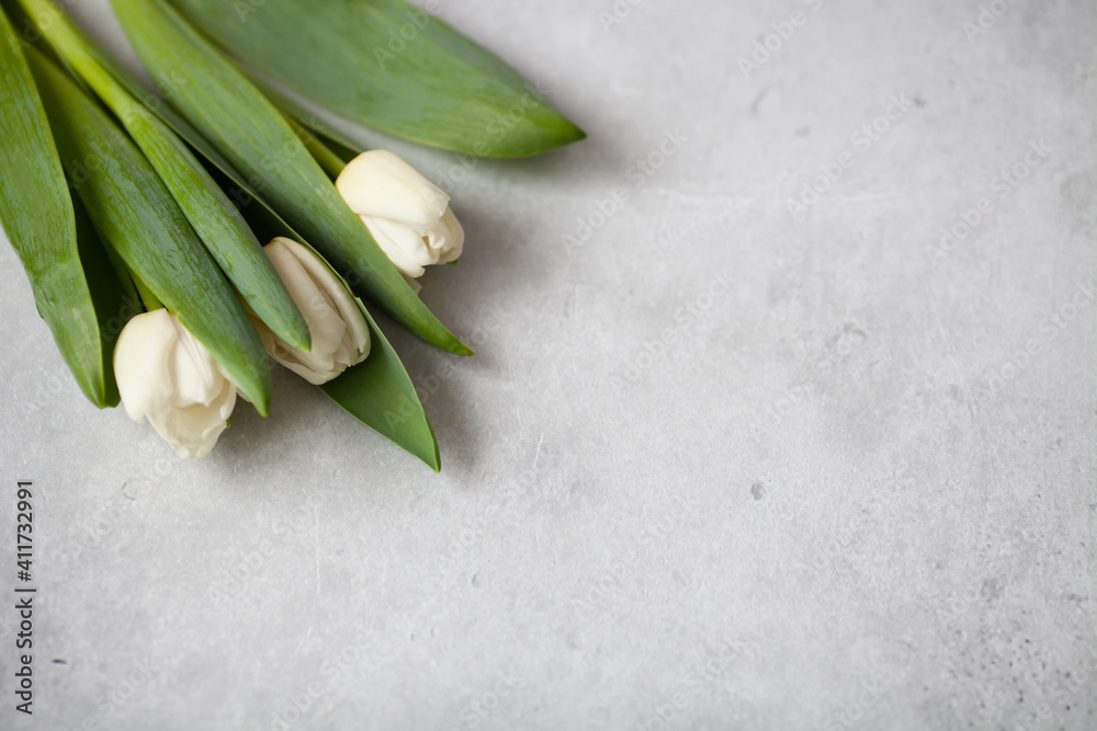 Three white tulips on a grey concrete background. Top view. Copy space. Spring holidays greeting card. Selective focus. Three white tulips on a grey concrete background. Top view. Copy space. Spring holidays greeting card. Selective focus.