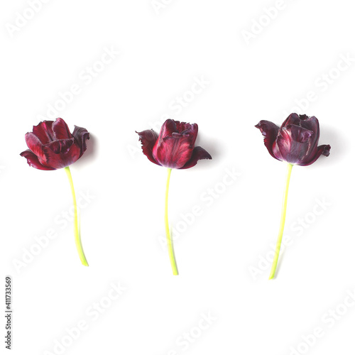 three beautiful dark red tulips on a white background. simple flat composition. square frame