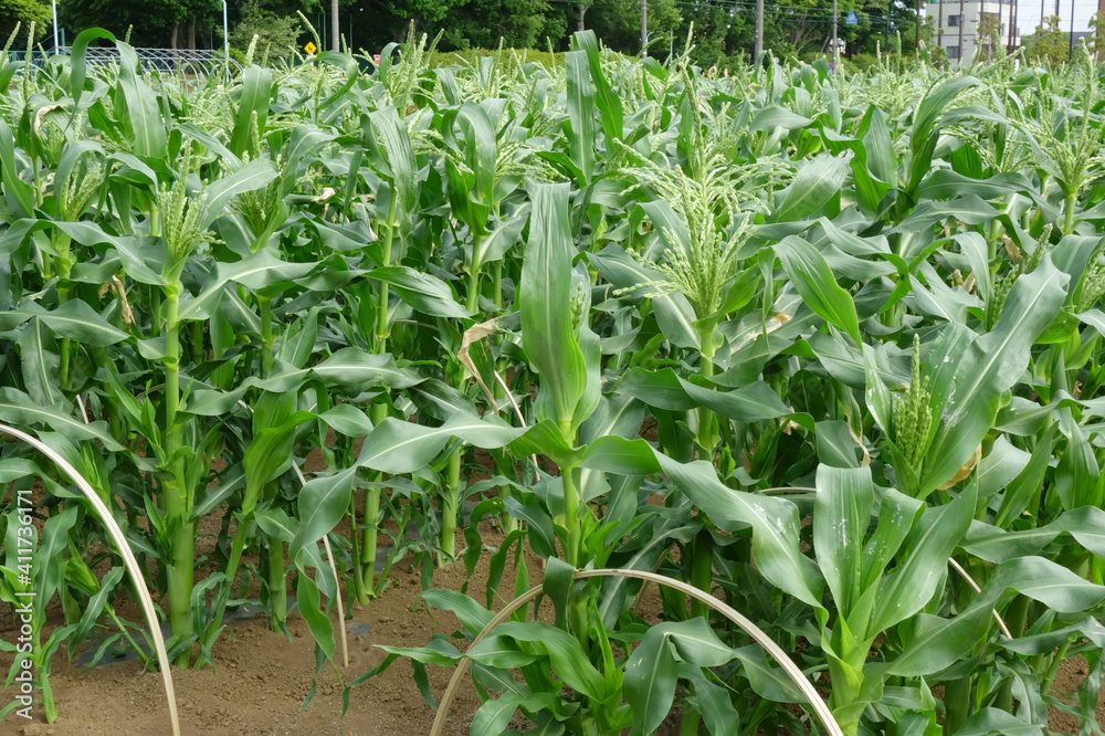 Obraz premium 鬱蒼と茂る真夏日のトウモロコシ畑模様