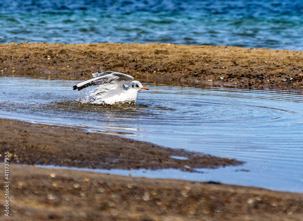 Fototapeta premium Möwe im Wasser