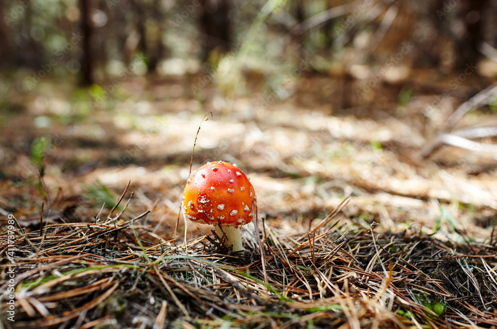 Toxic and hallucinogen mushroom Fly Agaric in needles and leaves on autumn forest background Toxic and hallucinogen mushroom Fly Agaric in needles and leaves on autumn forest background