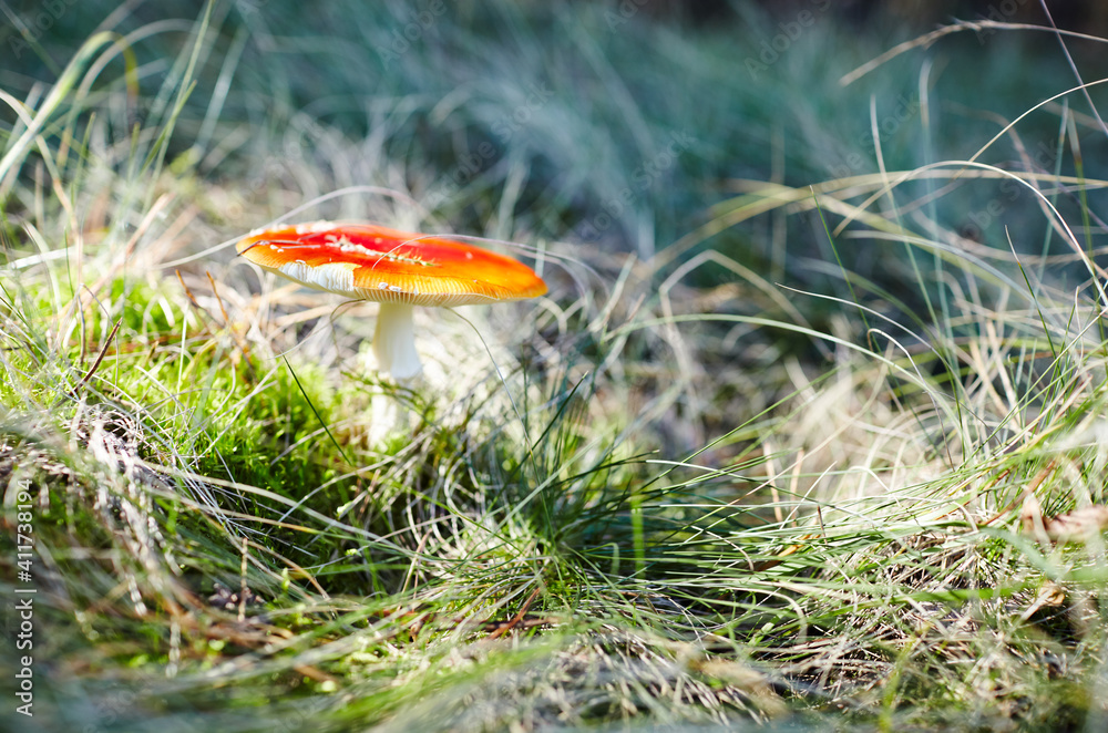 Toxic and hallucinogen mushroom Fly Agaric in grass on autumn forest background Toxic and hallucinogen mushroom Fly Agaric in grass on autumn forest background