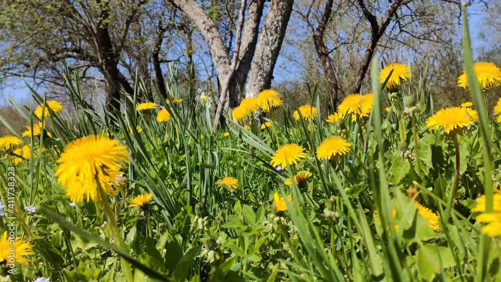 Dandelion flowers in sunny day in spring garden. Spring nature in countryside. Dandelion flowers in sunny day in spring garden. Spring nature in countryside.