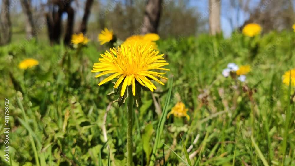 Dandelion flowers in sunny day in spring garden. Spring nature in countryside. Dandelion flowers in sunny day in spring garden. Spring nature in countryside.