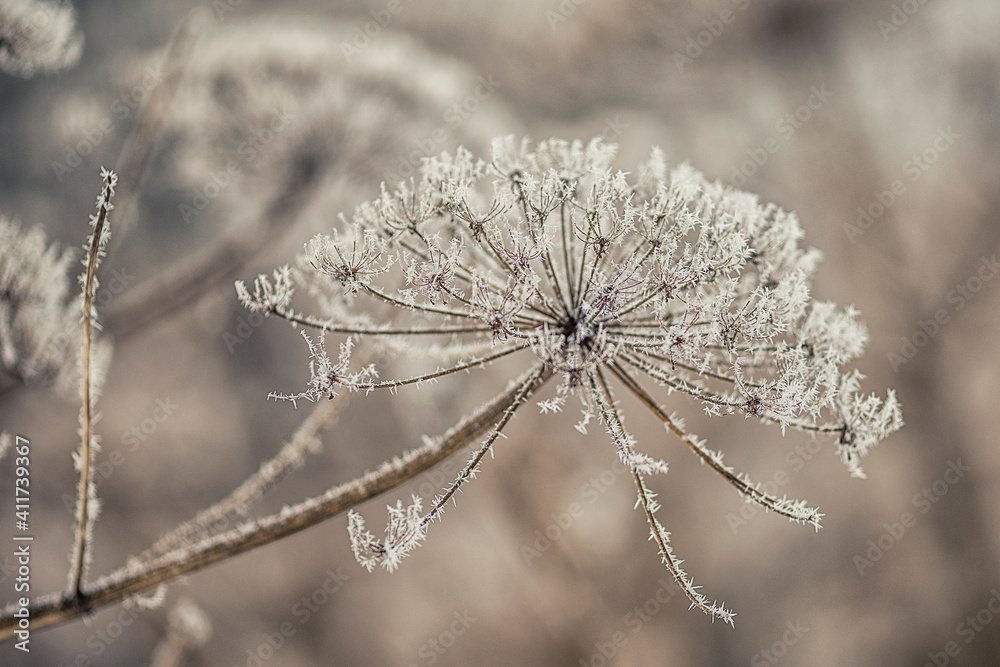 Winter landscape Winter scene Frozenned flower selective focus Winter landscape Winter scene Frozenned flower selective focus