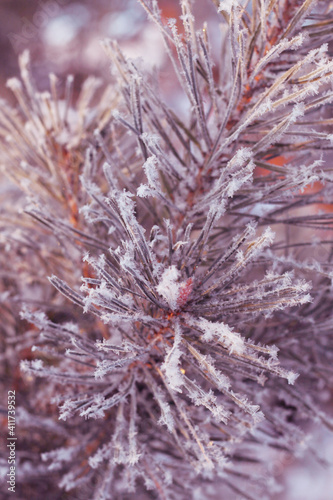 pine tree branch with long needles covered in snow