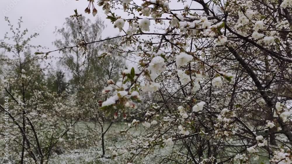 Snow on blooming trees in garden. Anomaly snowfall in May. Snow on blooming trees in garden. Anomaly snowfall in May.