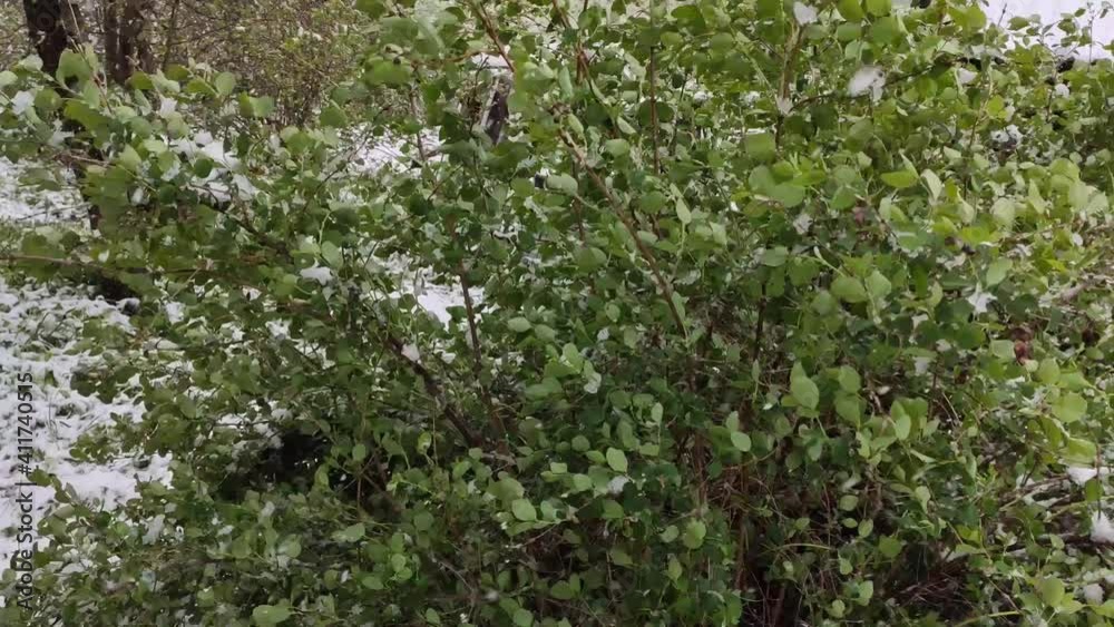 Snow on blooming trees in garden. Anomaly snowfall in May. Snow on blooming trees in garden. Anomaly snowfall in May.