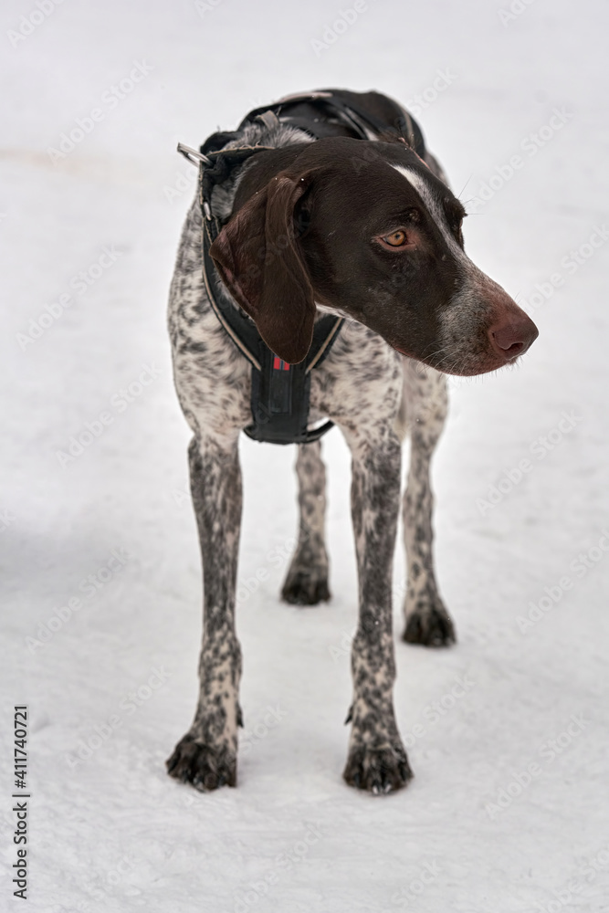Portrait of a hunting dog with sad eyes on a background of white snow