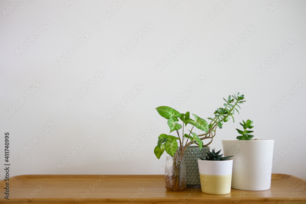 Group of houseplants in pots on wooden bench Group of houseplants in pots on wooden bench