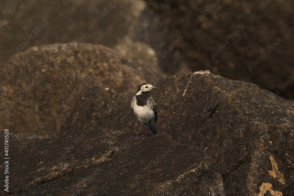 Obraz premium white wagtail on a rock against a rock background