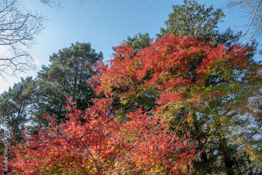 紅葉