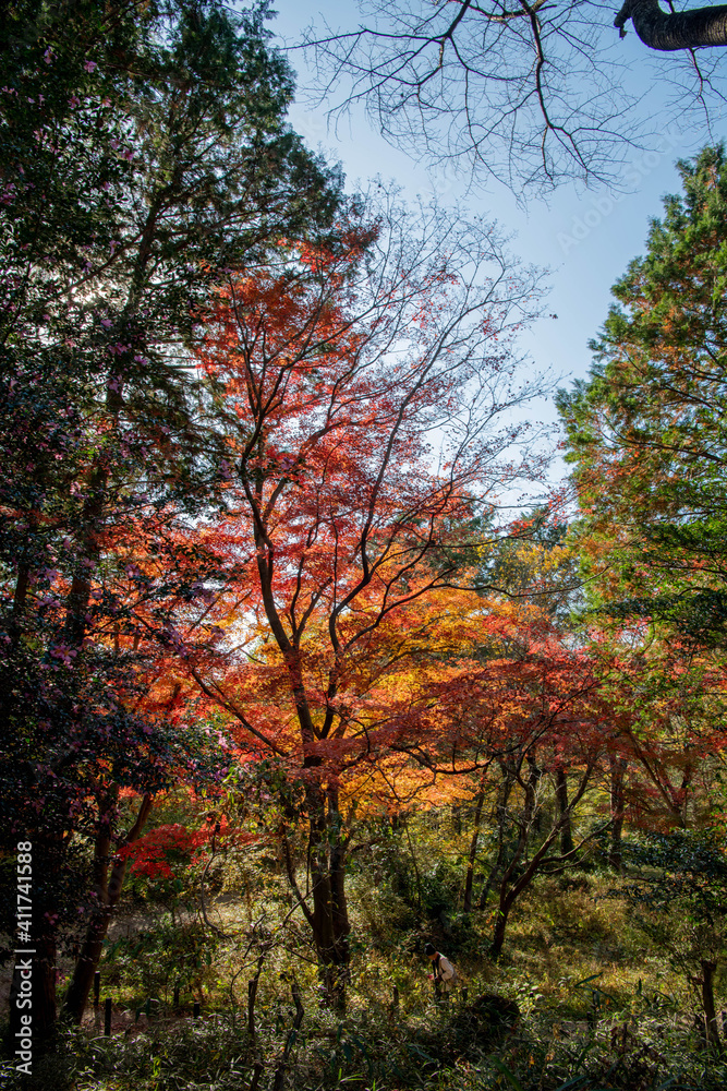 紅葉