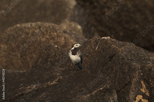 white wagtail on a rock against a rock background