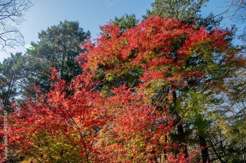 紅葉