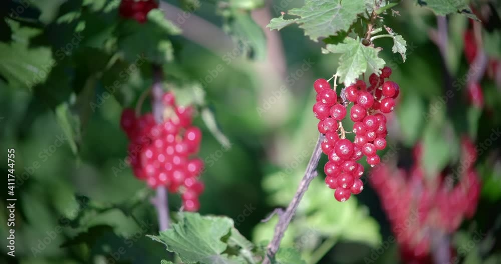 Fresh red currant berries in the garden, outdoors Fresh red currant berries in the garden, outdoors