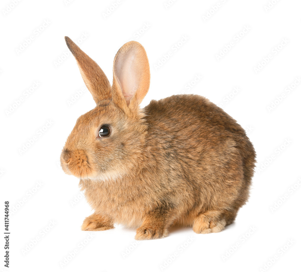 Cute fluffy rabbit on white background