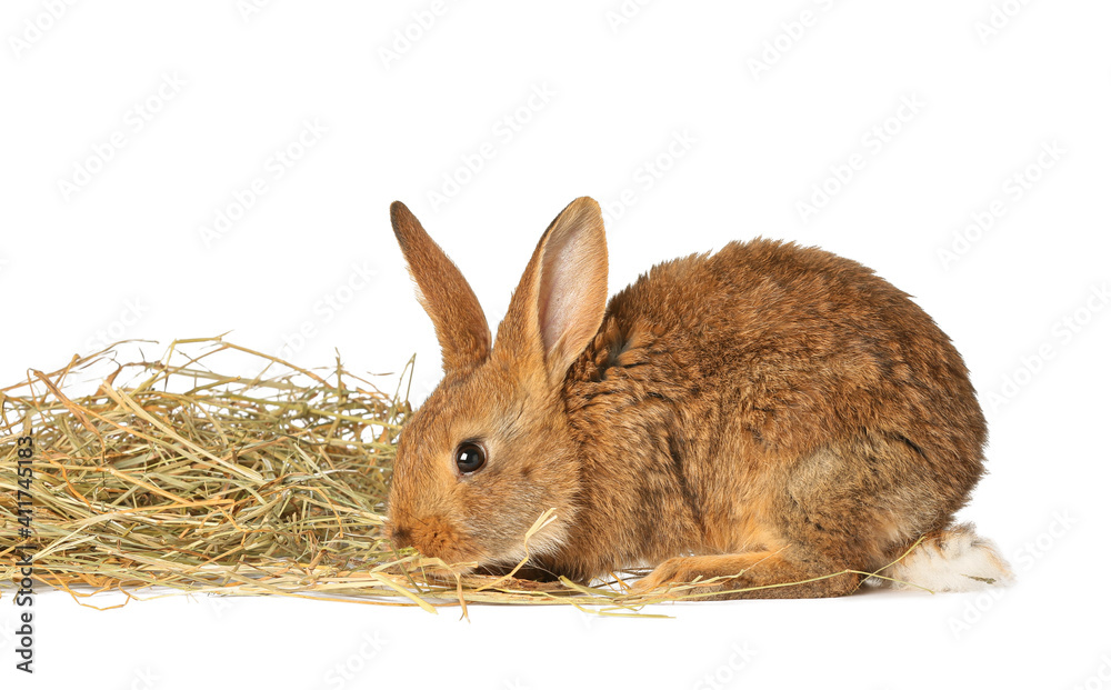 Fototapeta premium Cute fluffy rabbit with hay on white background