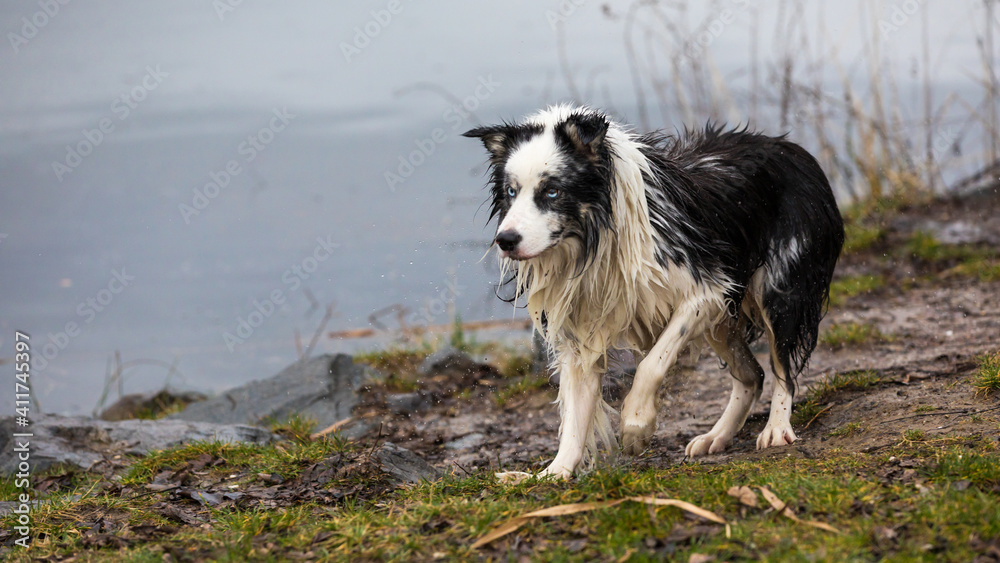 Beautiful wet Border Collie dog looking into the distance