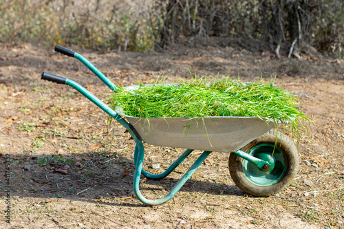 Wheelbarrow with garden waste on a green lawn. It's a summer day, the midday sun shines. View from the side.