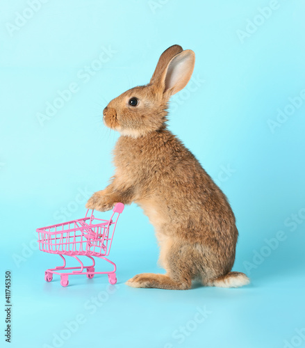 Cute fluffy rabbit with sho...