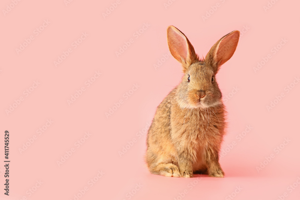 Cute fluffy rabbit on color background Cute fluffy rabbit on color background