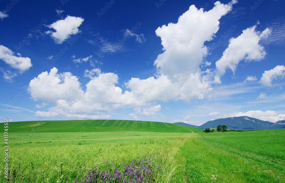 Obraz premium Landscape with green fields and blue sky