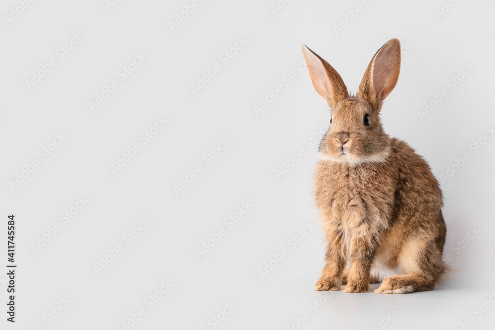 Obraz premium Cute fluffy rabbit on light background