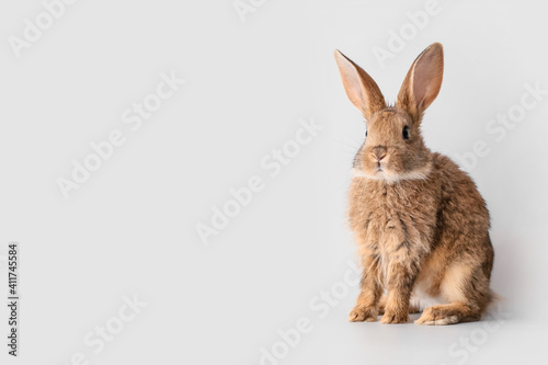 Cute fluffy rabbit on light background