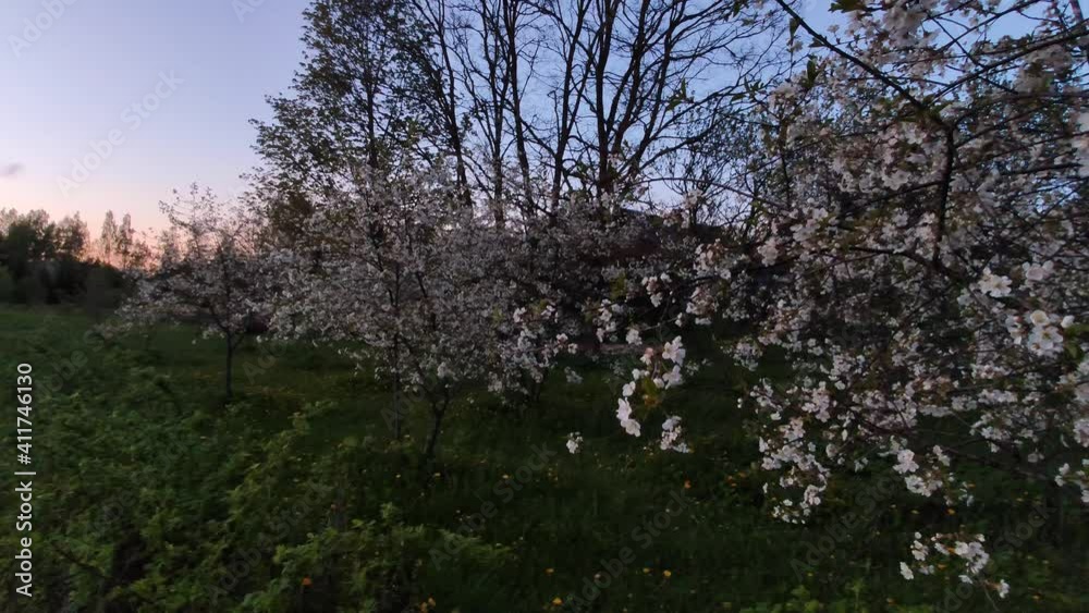 Blooming cherry trees in spring garden in countryside.