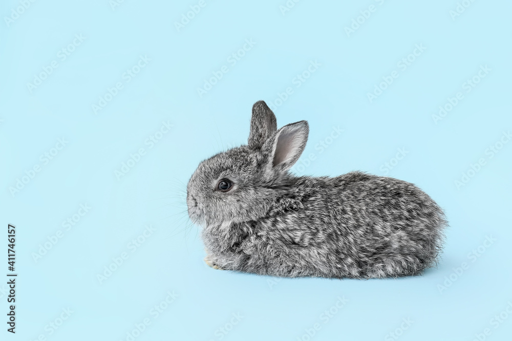 Obraz premium Cute fluffy rabbit on color background