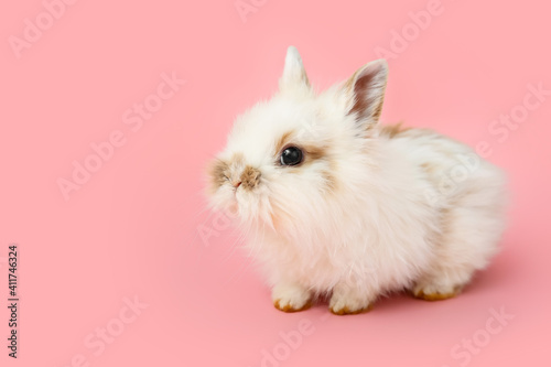 Cute fluffy rabbit on color background © Pixel-Shot