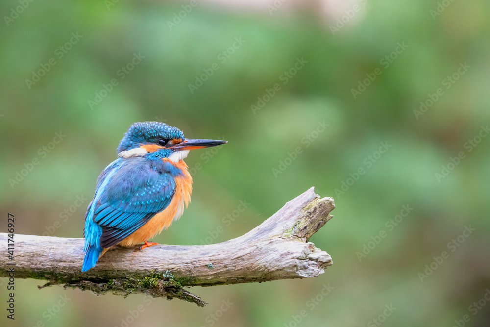 Eurasian kingfisher (Alcedo atthis) sitting on his perch in autumn. Eurasian kingfisher (Alcedo atthis) sitting on his perch in autumn.