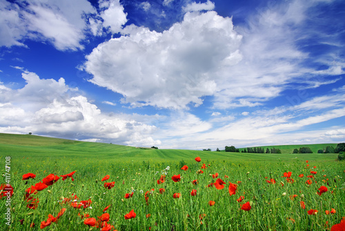 Idyllic view, small red poppies on green field