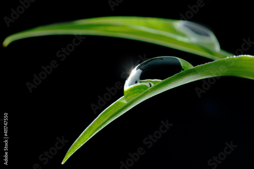 Drop of water on young green leaf