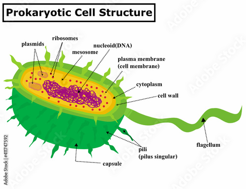 Prokaryotic cell structure diagram. A bacterial anatomy.A prokaryote is a cellular organism.