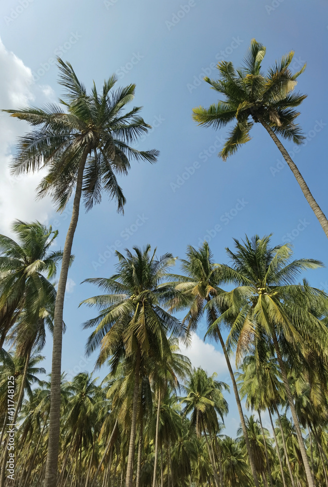 coconut tree with blue sky 