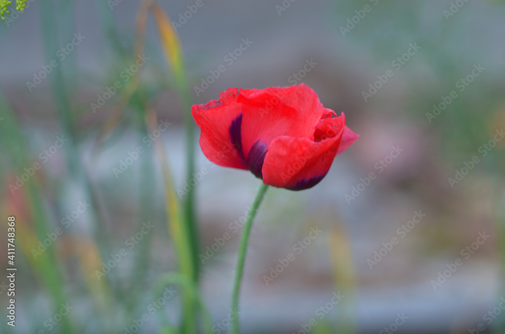 Red poppy in soft light. Lonely poppy. Soft focus Red poppy in soft light. Lonely poppy. Soft focus