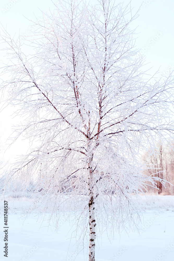 Fototapeta premium birch tree covered in snow at wintertime