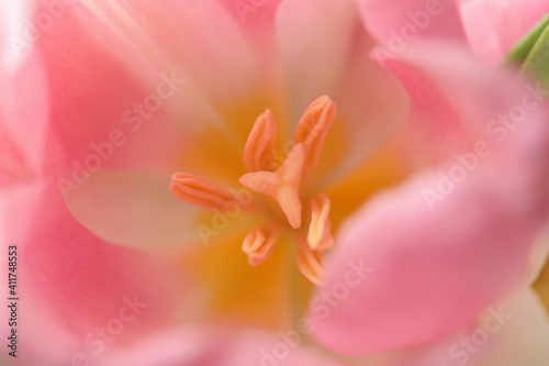Fototapeta Naklejka Na Ścianę i Meble -  Stamen of the beautiful pink tulip, macro