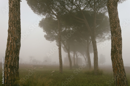 Viale alberato immerso nella nebbia. photo