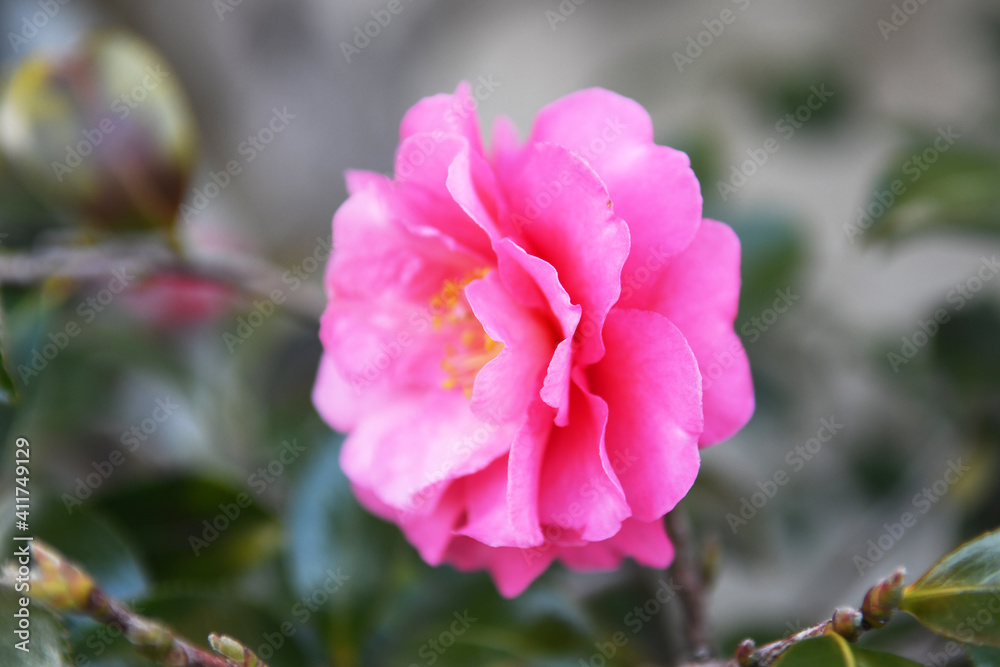 Obraz premium サザンカの花