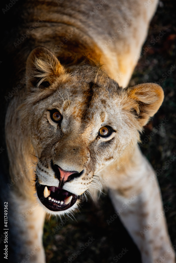 Fototapeta premium Portrait of a angry young lion in wildlife