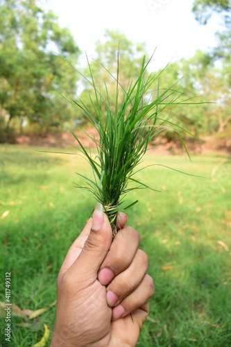 Green Weeds in Human hand , Finger & Nails Are Clearly Visible in Green Bluer background . A blur Grassy land under the sky 