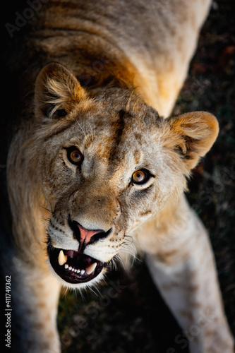 Portrait of a angry young lion in wildlife